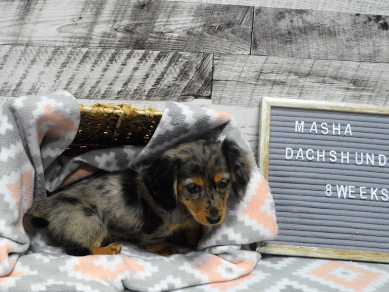 Dachshund-DOG-Female-Blue Dapple-2981389-Petland Dunwoody Puppies For Sale