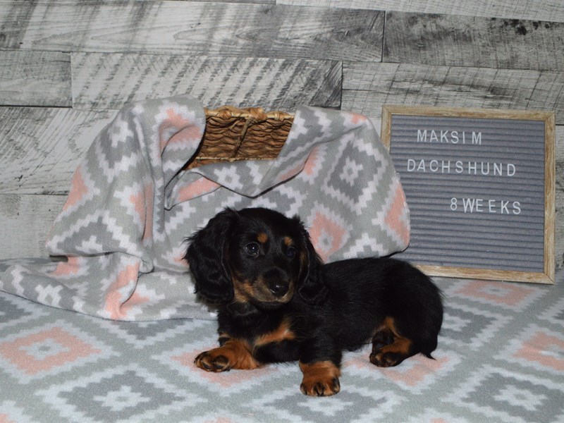 Dachshund-DOG-Male--2981388-Petland Dunwoody Puppies For Sale