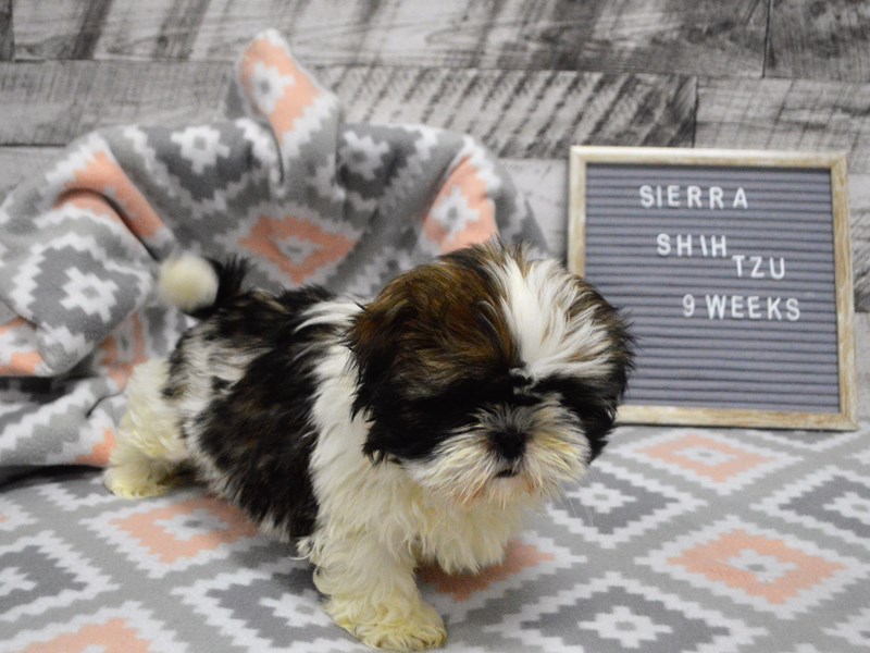 Shih Tzu-DOG-Female-Sable and White-2981438-Petland Dunwoody Puppies For Sale