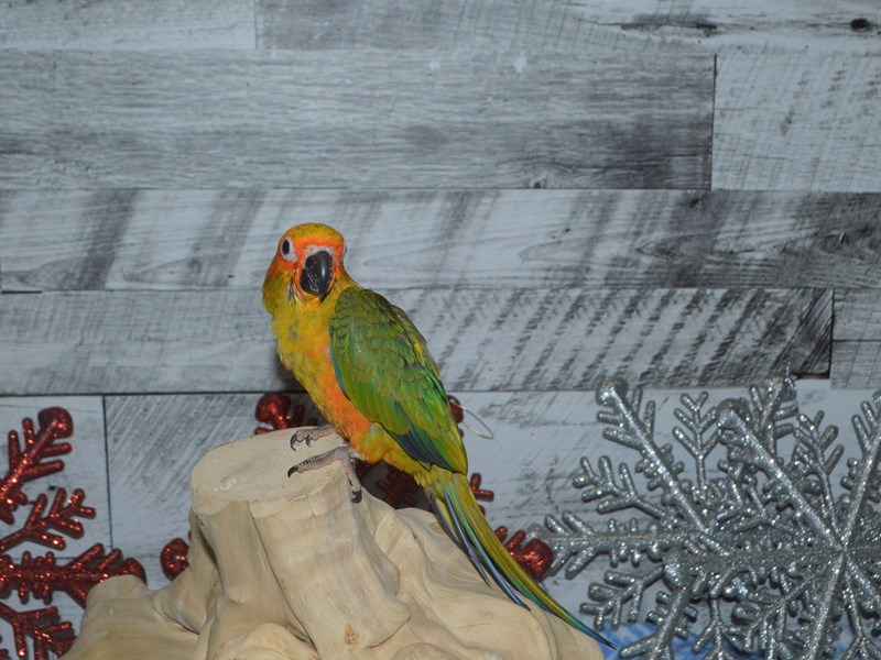 Sun Conure-BIRD--Green and Yellow-2930023-Petland Dunwoody Puppies For Sale
