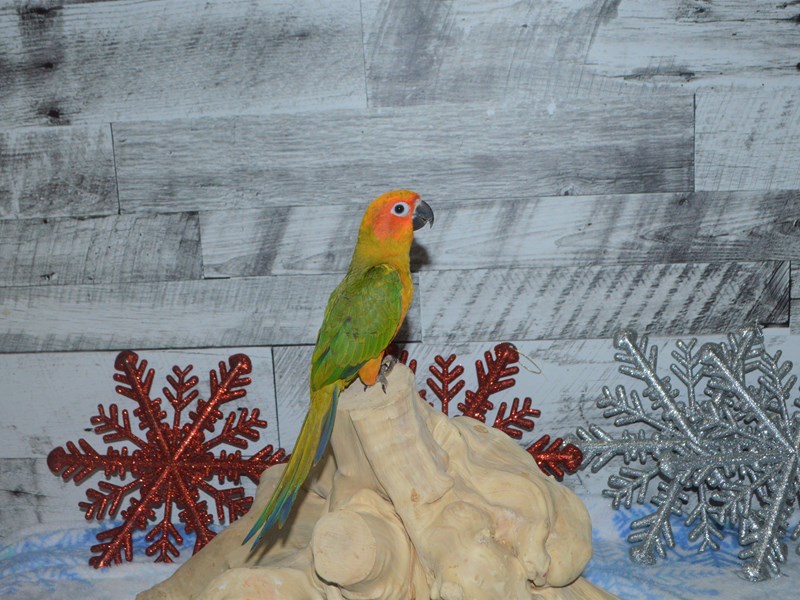 Sun Conure-BIRD--Green and Yellow-2930017-Petland Dunwoody Puppies For Sale