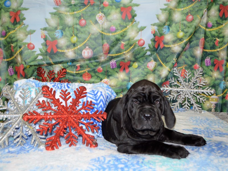 Neapolitan Mastiff-DOG-Male-Black-2935535-Petland Dunwoody
