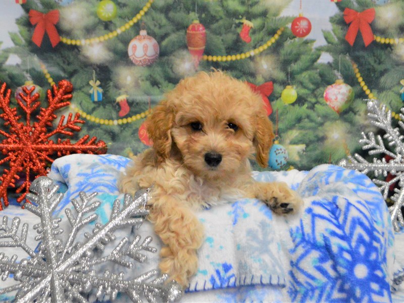F1B Mini Goldendoodle-DOG-Female-Apricot-2934164-Petland Dunwoody Puppies For Sale