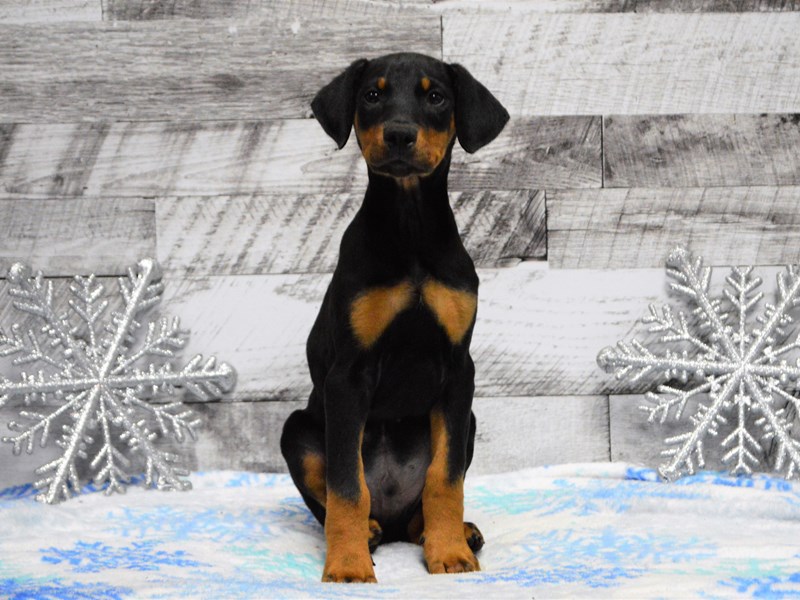Doberman Pinscher-Male-Black and Tan-2949918-Petland Dunwoody Puppies For Sale