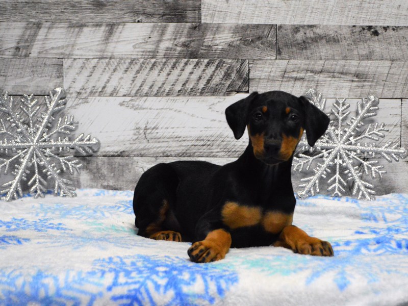 Doberman Pinscher-Female-Black and Tan-2949921-Petland Dunwoody