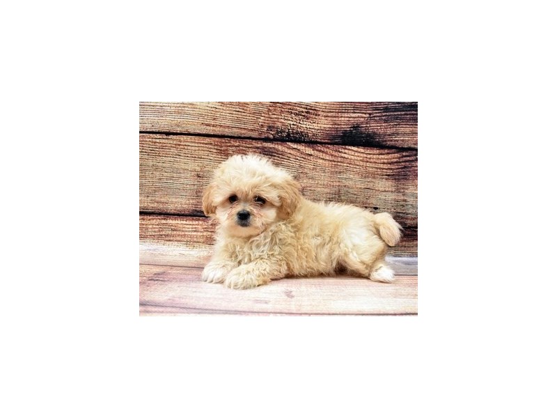 Peke-A-Poo-DOG-Female-Fawn-2956247-Petland Dunwoody Puppies For Sale