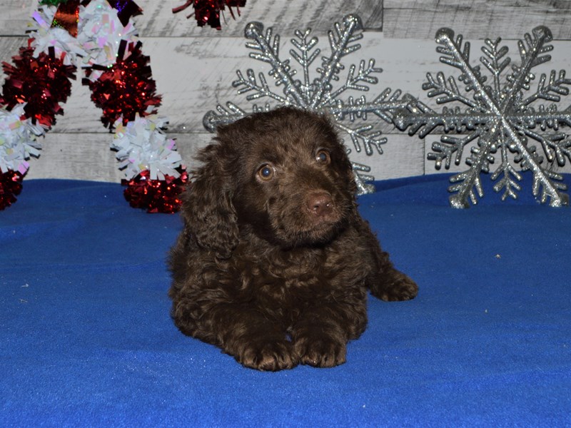 Mini Goldendoodle-DOG-Male-Chocolate-2957893-Petland Dunwoody Puppies For Sale