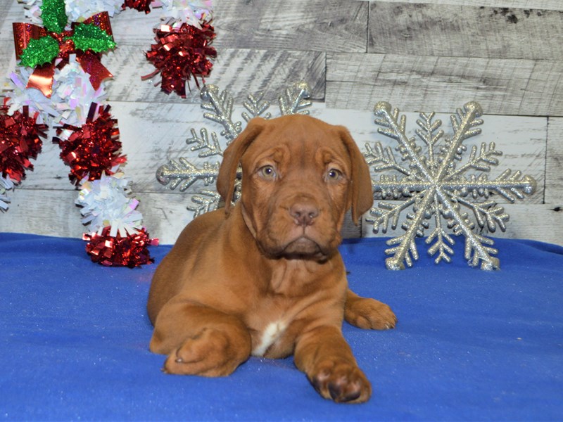 Dogue De Bordeaux-DOG-Female-Red with White Markings-2957738-Petland Dunwoody Puppies For Sale