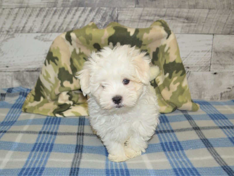 Maltese-DOG-Male-White-2965969-Petland Dunwoody Puppies For Sale