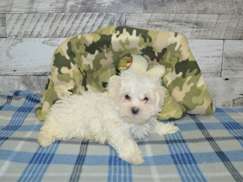 Maltese-DOG-Male-White-2965970-Petland Dunwoody Puppies For Sale