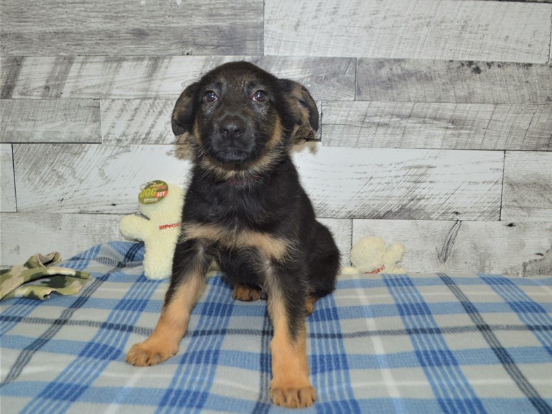 German Shepherd-DOG-Male-Black and Tan-2966048-Petland Dunwoody Puppies For Sale