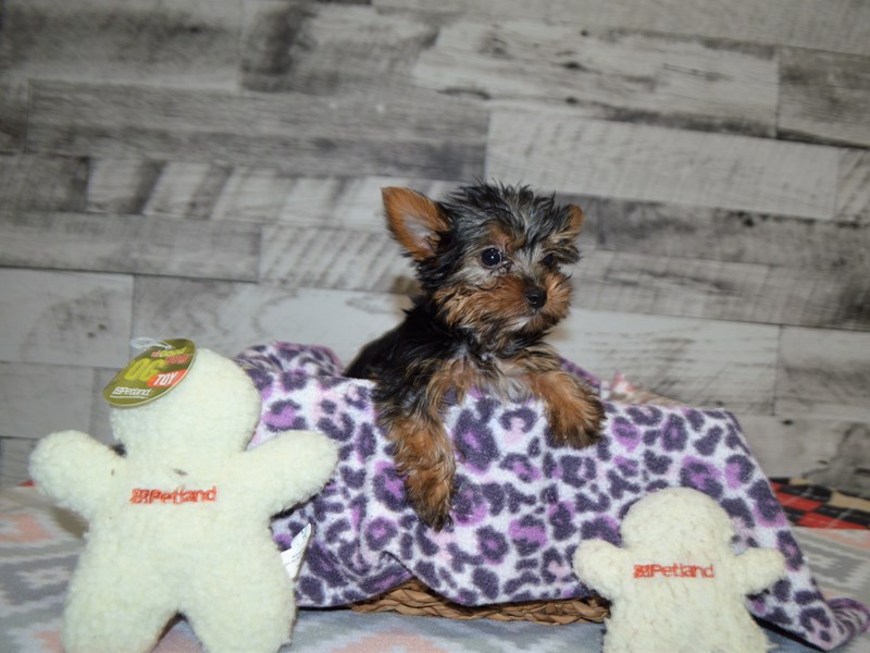Yorkshire Terrier-DOG-Male-Black and Tan-2966270-Petland Dunwoody Puppies For Sale