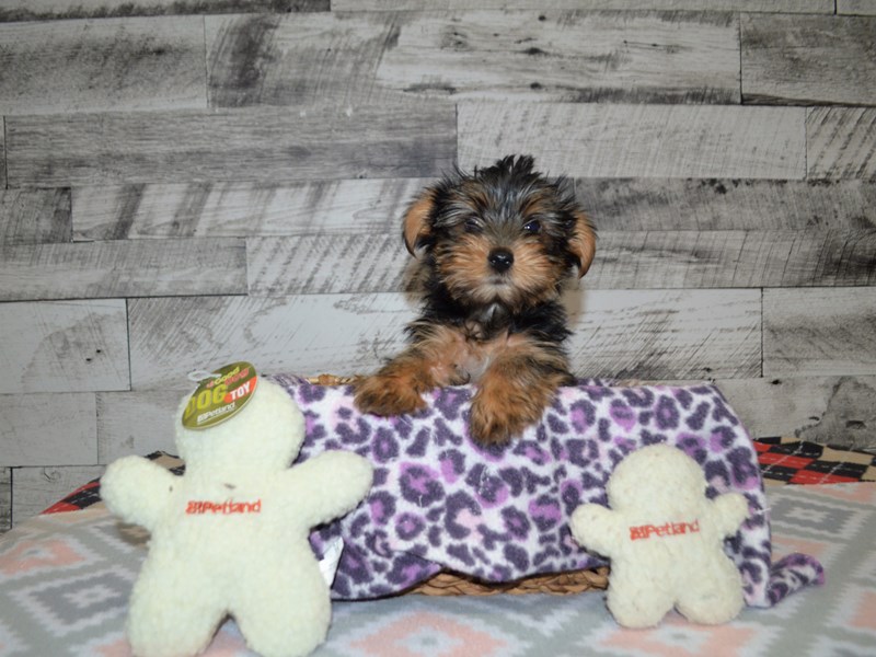 Yorkshire Terrier-DOG-Male-Black and Tan-2966269-Petland Dunwoody Puppies For Sale