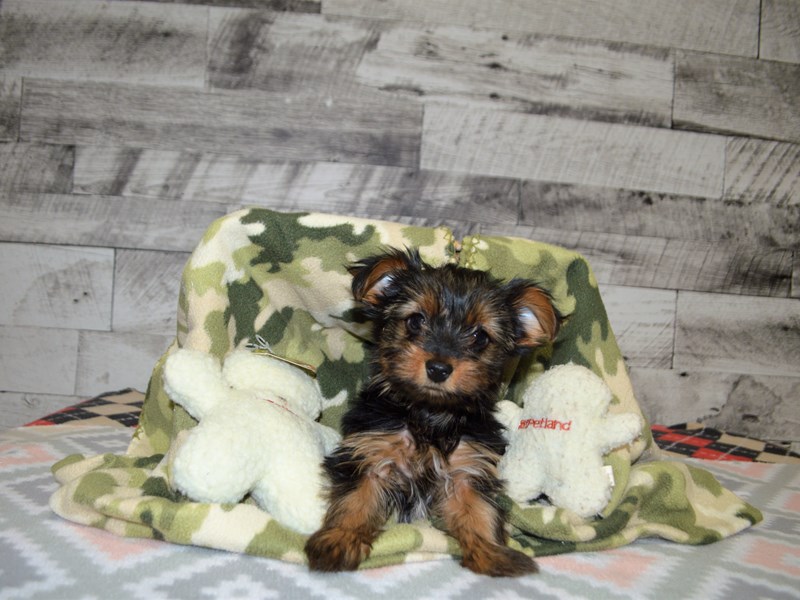 Yorkshire Terrier-DOG-Male-Black and Tan-2966267-Petland Dunwoody Puppies For Sale