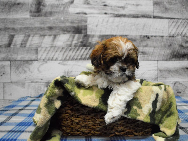 Shih Tzu-DOG-Male--2957622-Petland Dunwoody Puppies For Sale