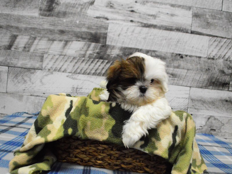 Shih Tzu-DOG-Male-Brown and White-2957618-Petland Dunwoody Puppies For Sale