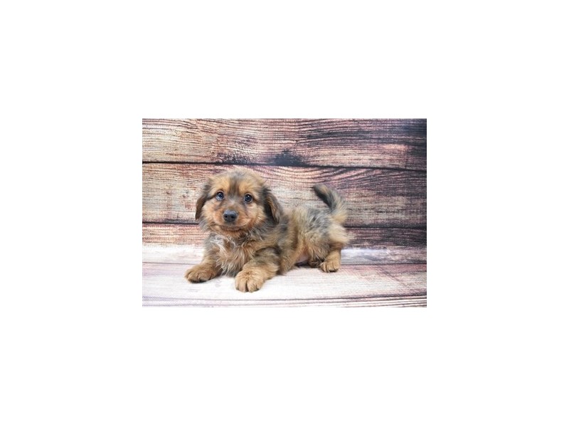 Pomchi-DOG-Male-Orange Sable-2973014-Petland Dunwoody Puppies For Sale