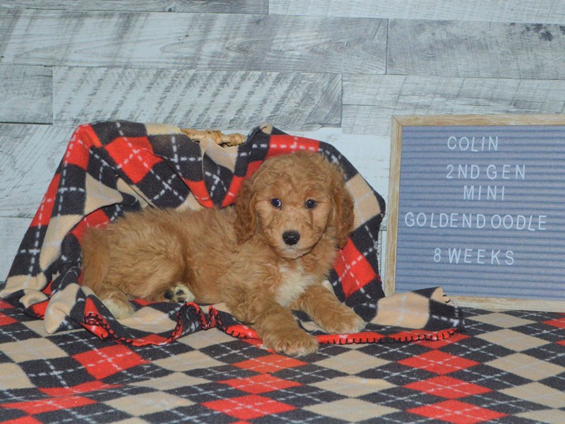 2nd Generation Mini Goldendoodle-DOG-Male-Apricot-2972437-Petland Dunwoody Puppies For Sale
