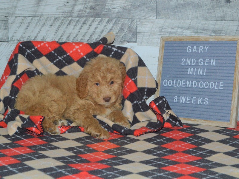 2nd Generation Mini Goldendoodle-DOG-Male-Apricot-2972435-Petland Dunwoody Puppies For Sale