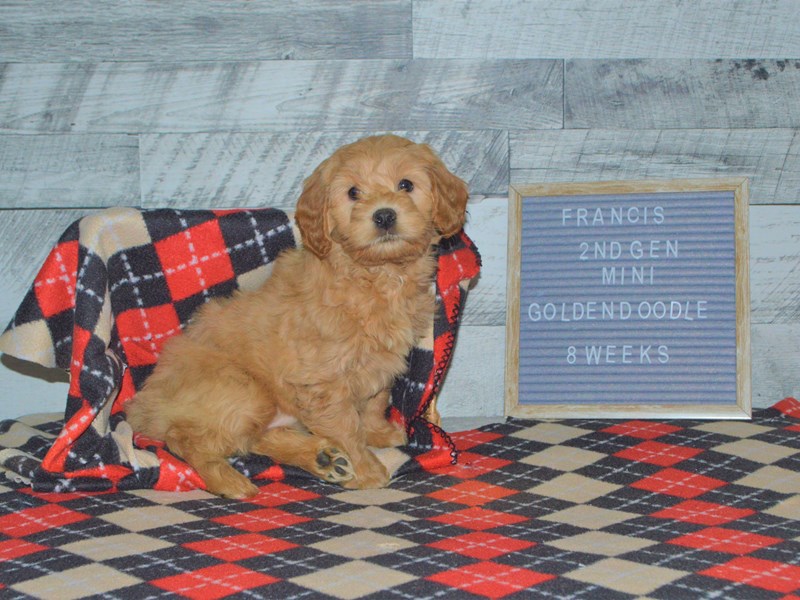 2nd Generation Mini Goldendoodle-DOG-Female-Apricot-2972421-Petland Dunwoody Puppies For Sale