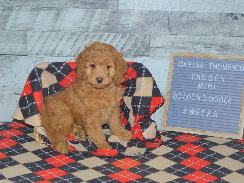 2nd Generation Mini Goldendoodle-DOG-Female-Apricot-2972419-Petland Dunwoody Puppies For Sale