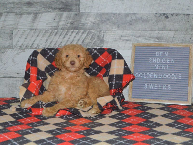 2nd Generation Mini Goldendoodle-DOG-Male-Apricot-2972439-Petland Dunwoody Puppies For Sale