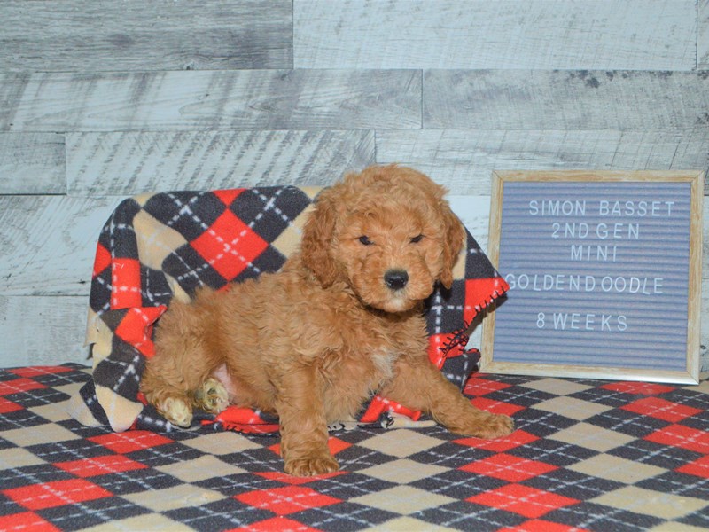 2nd Generation Mini Goldendoodle-DOG-Male-Apricot-2972441-Petland Dunwoody Puppies For Sale