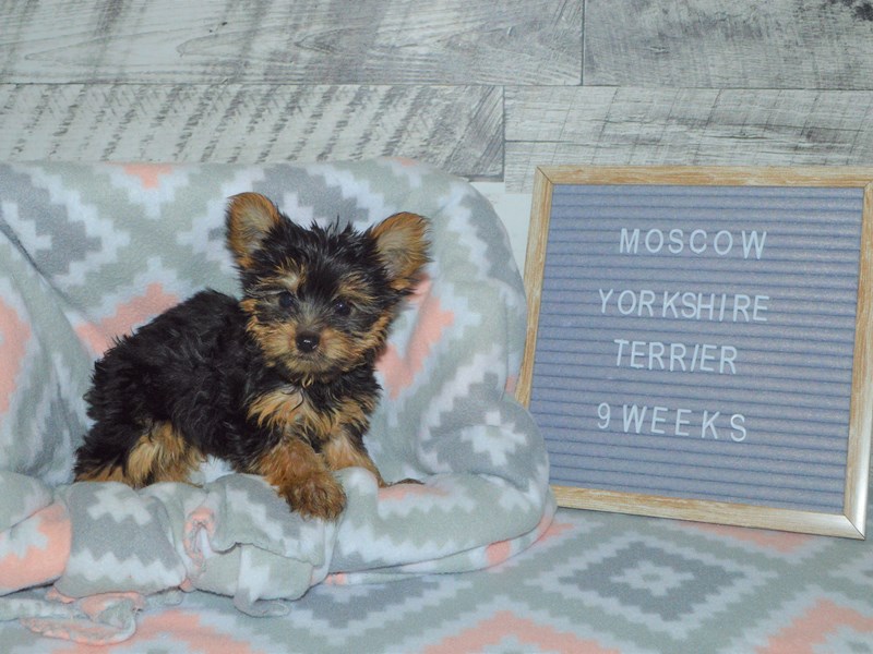 Yorkshire Terrier-DOG-Male-Black and Tan-2972255-Petland Dunwoody