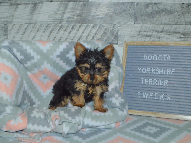 Yorkshire Terrier-DOG-Male-Black & Tan-2972227-Petland Dunwoody Puppies For Sale