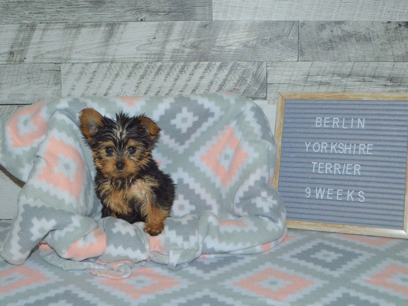 Yorkshire Terrier-DOG-Male-Black & Tan-2972216-Petland Dunwoody Puppies For Sale