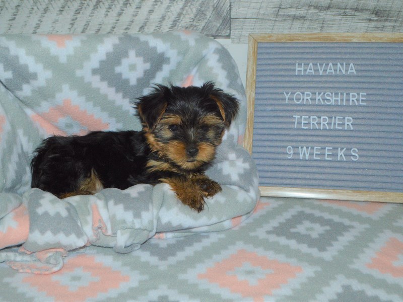 Yorkshire Terrier-DOG-Female-Black & Tan-2972186-Petland Dunwoody Puppies For Sale