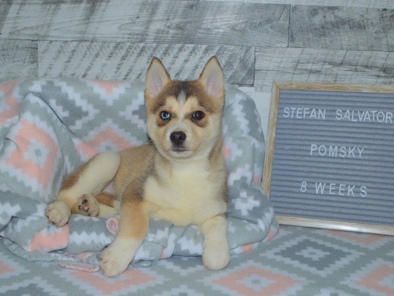 Pomsky-Male-Tan and White-2972464-Petland Dunwoody Puppies For Sale