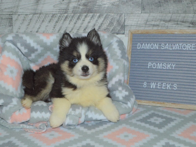 Pomsky-DOG-Male-Tri-2972462-Petland Dunwoody Puppies For Sale