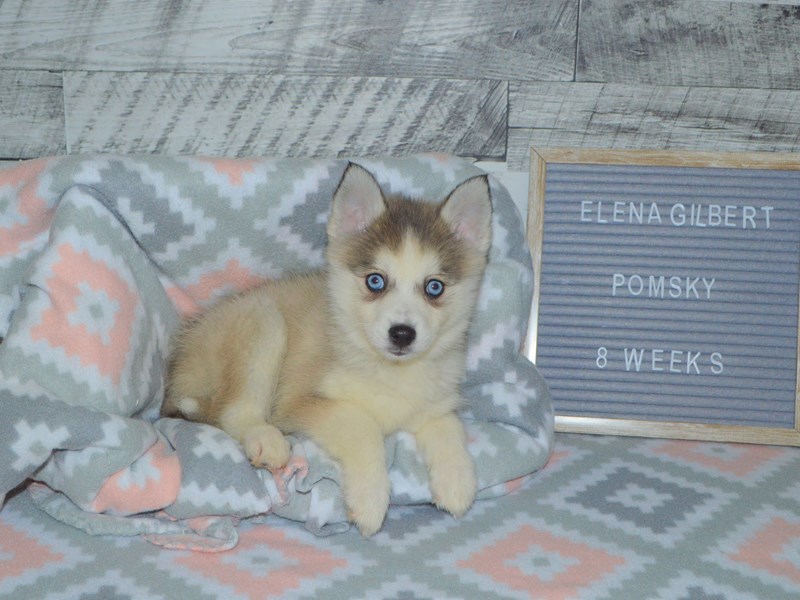 Pomsky-DOG-Female-Grey and White-2972457-Petland Dunwoody Puppies For Sale