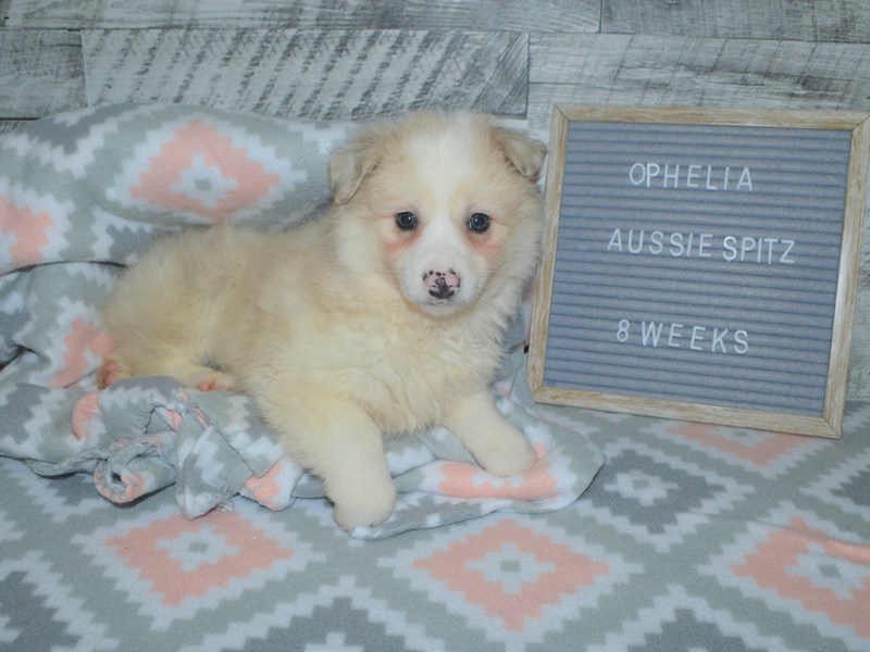 Aussie Spitz-Female-Cream and White-2972739-Petland Dunwoody Puppies For Sale