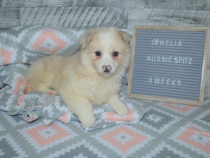 Aussie Spitz-Female-Cream and White-2972739-Petland Dunwoody