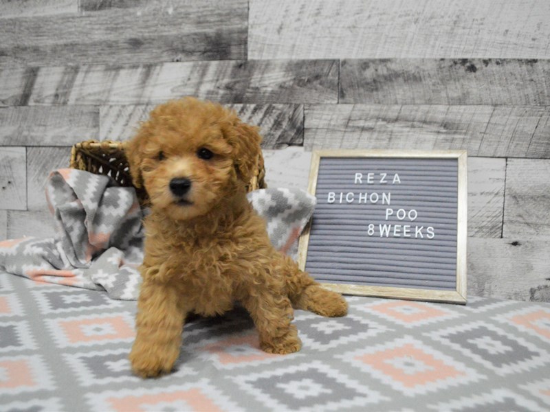 Bichon-Poo-DOG-Male-Apricot-2981602-Petland Dunwoody Puppies For Sale