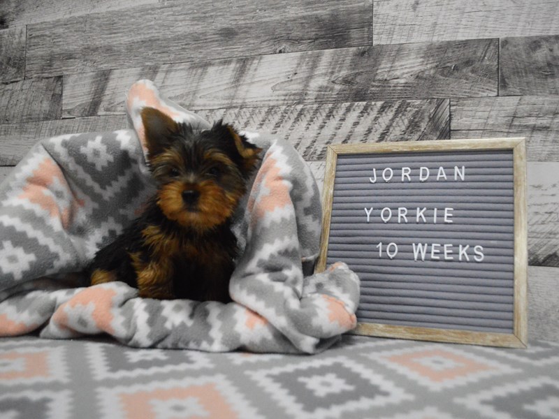 Yorkshire Terrier-DOG-Male-Black and Tan-2981370-Petland Dunwoody Puppies For Sale