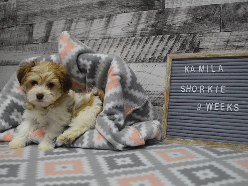 Shorkie-DOG-Female-Liver and White-2980653-Petland Dunwoody Puppies For Sale