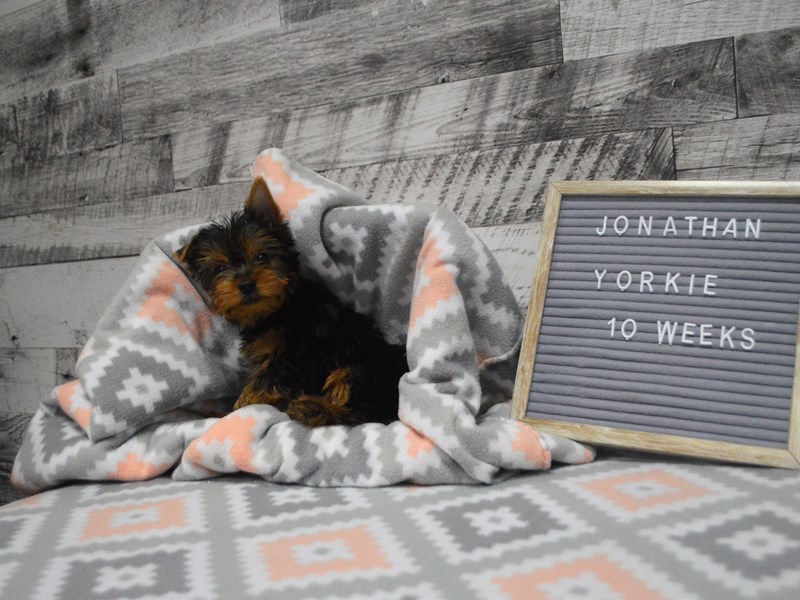 Yorkshire Terrier-DOG-Male-Black and Tan-2981375-Petland Dunwoody Puppies For Sale