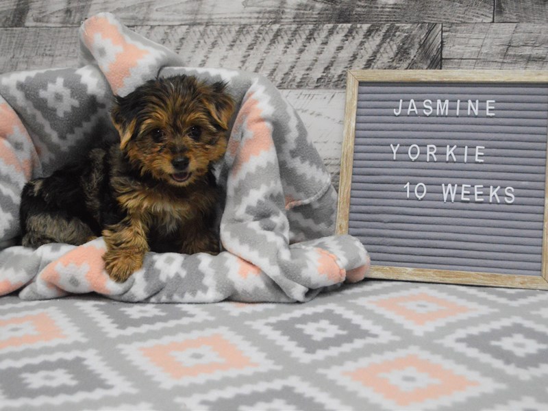 Yorkshire Terrier-DOG-Female-Black and Tan-2981376-Petland Dunwoody Puppies For Sale