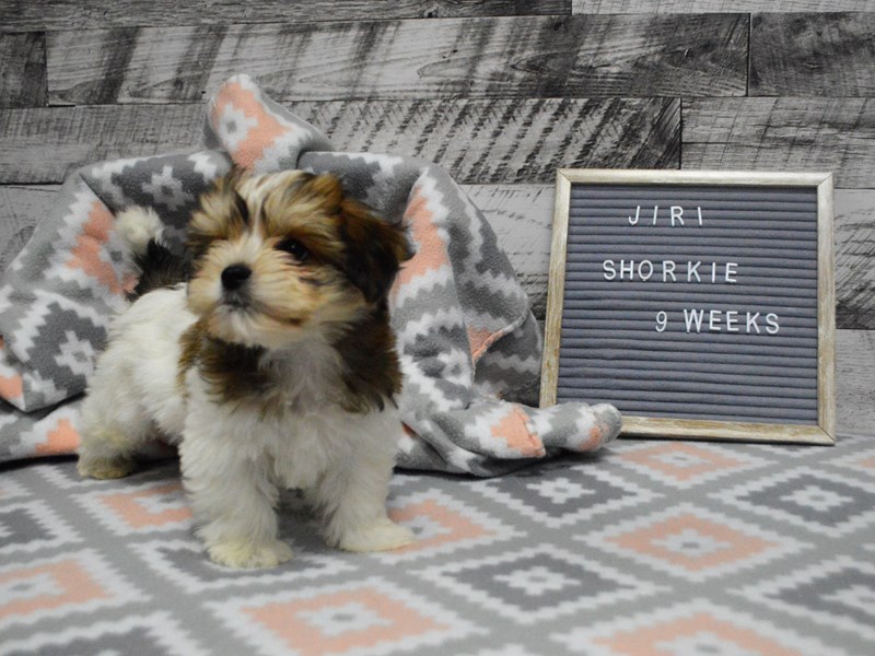 Shorkie-Male-Gold and White-2980650-Petland Dunwoody