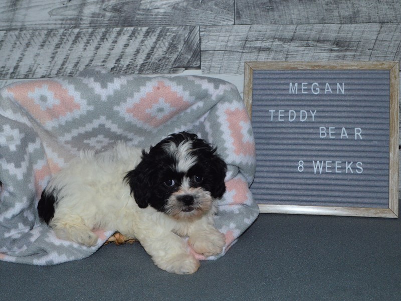 Teddy Bear-DOG-Female-Brown and White-2981391-Petland Dunwoody