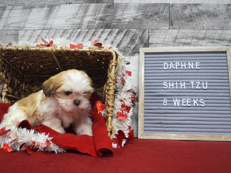 Shih Tzu-DOG-Female-Sable and White-2990017-Petland Dunwoody Puppies For Sale