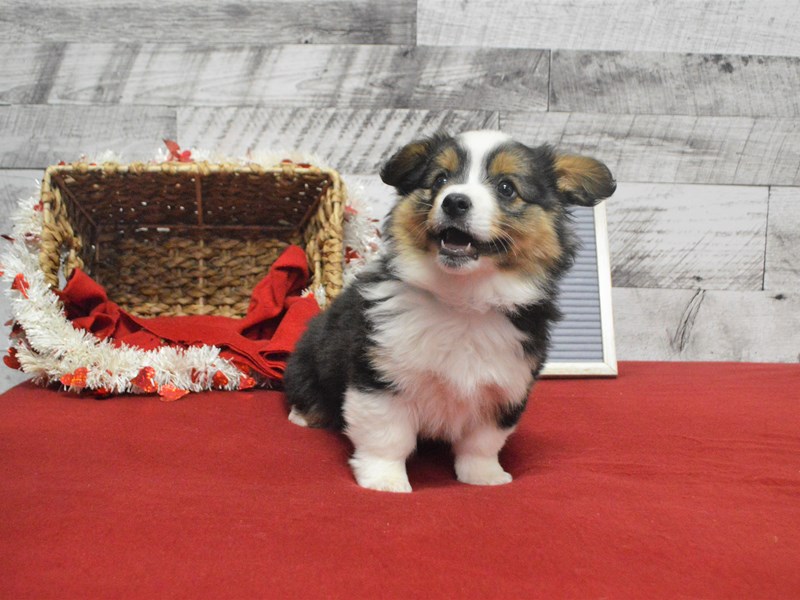 Auggie-DOG-Male-Black Fawn and White-2989841-Petland Dunwoody Puppies For Sale