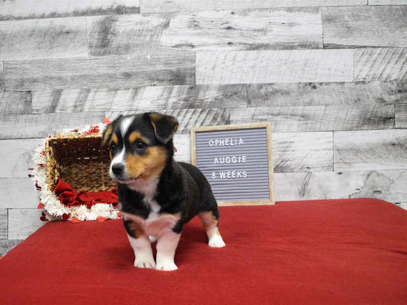 Auggie-Female-Black Tan and White-2989924-Petland Dunwoody