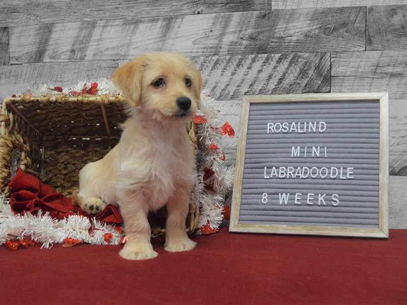 Mini Labradoodle-DOG-Female-Golden-2990197-Petland Dunwoody Puppies For Sale