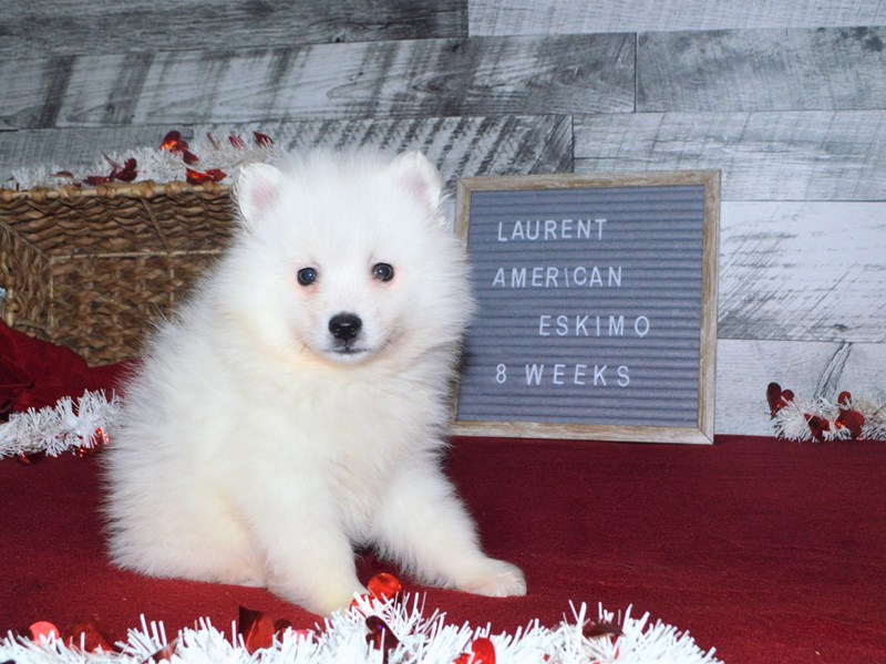 American Eskimo-Male-white-2989982-Petland Dunwoody