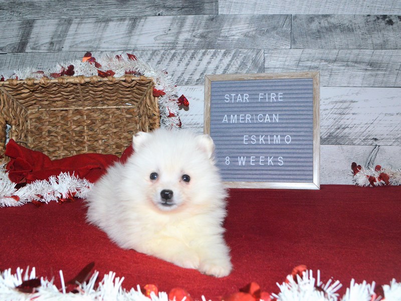 American Eskimo-Female-White-2989991-Petland Dunwoody Puppies For Sale