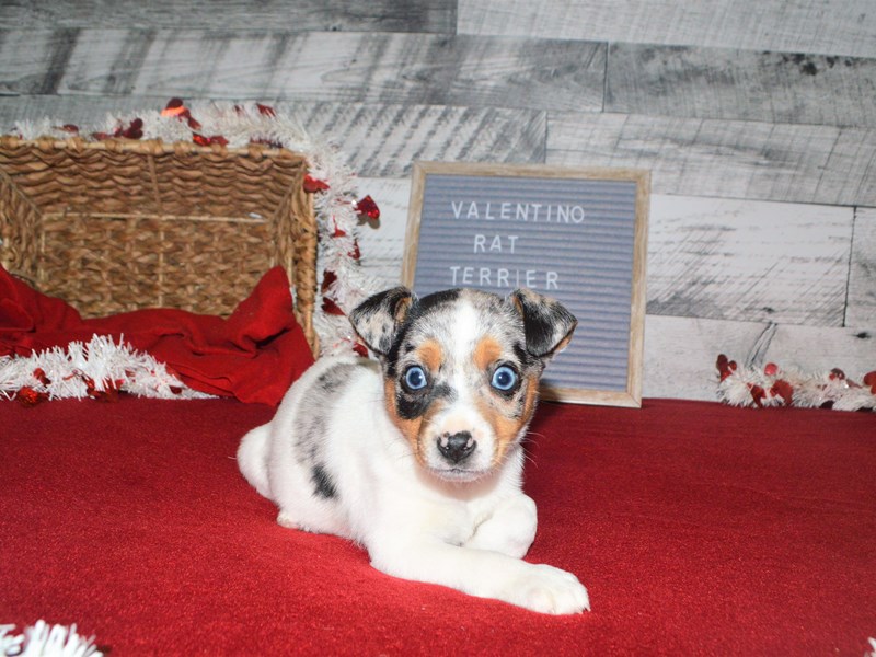 Rat Terrier-Male-White and Blue Merle-2990168-Petland Dunwoody Puppies For Sale